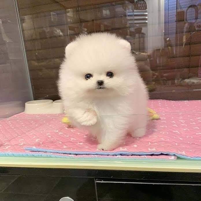 جراء كلاب من النوع البولندي Pomeranian puppies