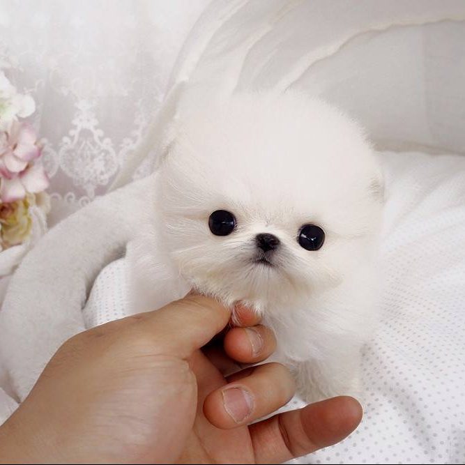 Teacup Pomeranian Puppies for new homes