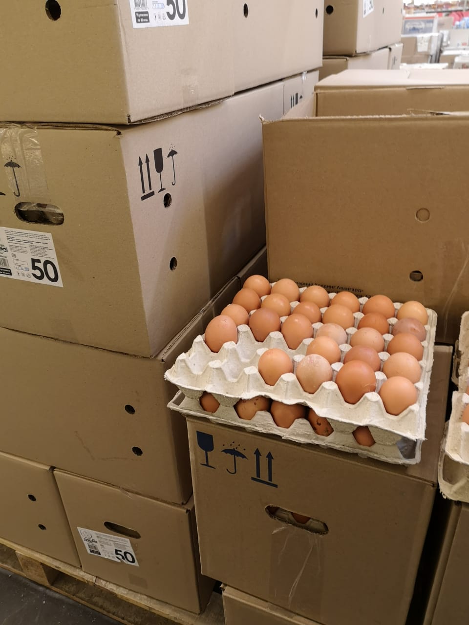 للبيع بيض المائدة الاوكراني بأسعار منافسة