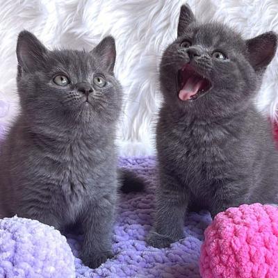 British shorthair kittens for Sale