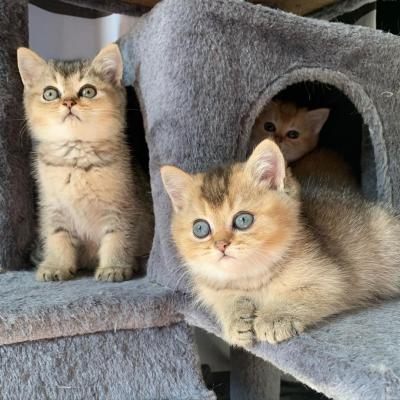 Scottish Fold Kittens for sale