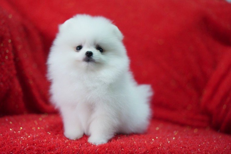 Adorable Pomeranian puppies 