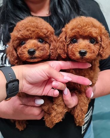 Teacup poodles puppies for Adoption 