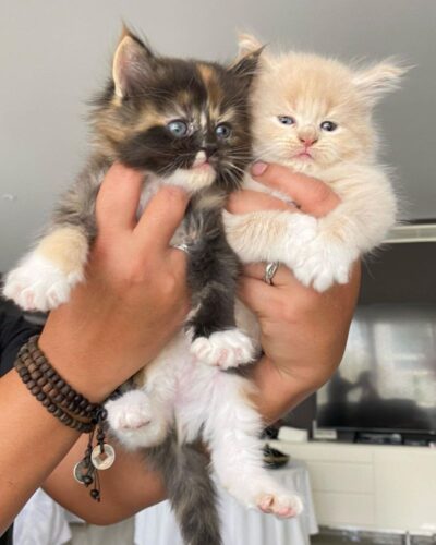 Full TICA Pedigree Maine Coon kittens