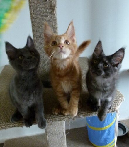 Tica registered Maine Coon kittens