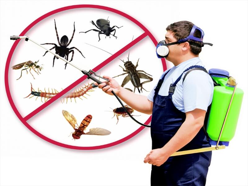 مكافحة الحشرات والزواحف والقوارض