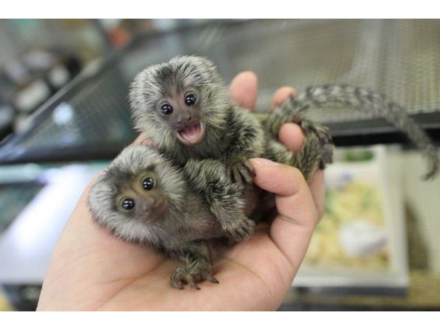 Well Trained Finger Marmoset Monkeys for sale 