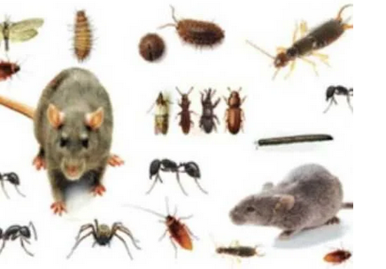شركة مكافحة الحشرات المنزلية بأفضل أنواع مبيدات الصحة العامة