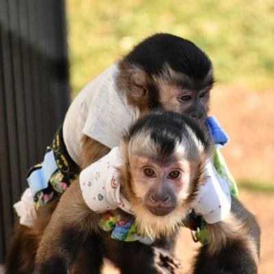  Healthy Capuchin Monkeys available