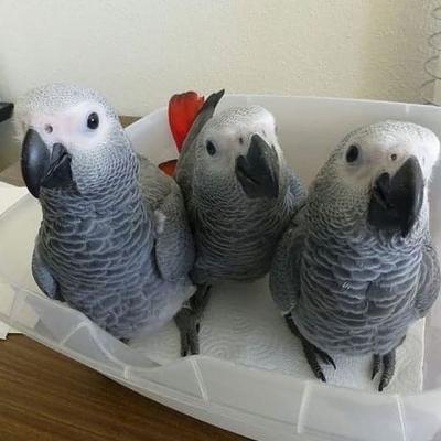 Talking African gray parrots for sale