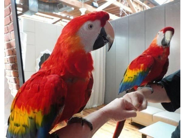  Lovely Scarlet Macaw parrots for sale 