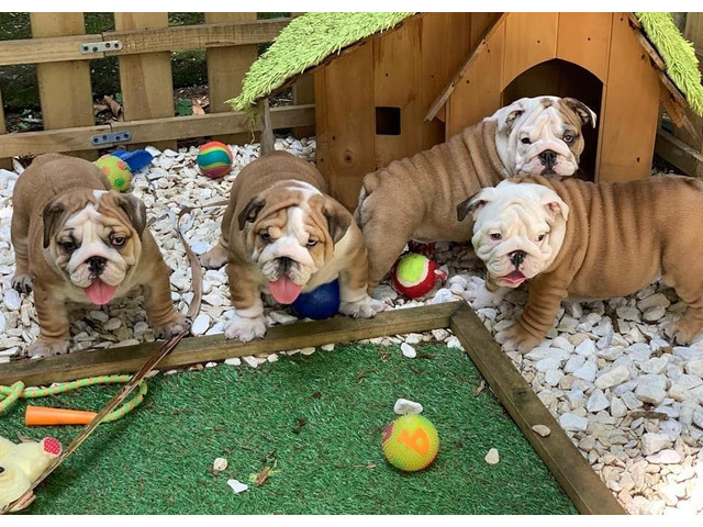 English Bulldogs male puppies for sale 