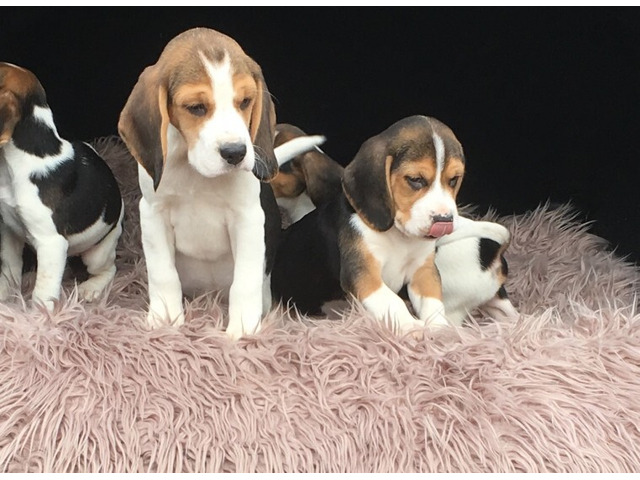 Sweet Beagle Puppies for sale
