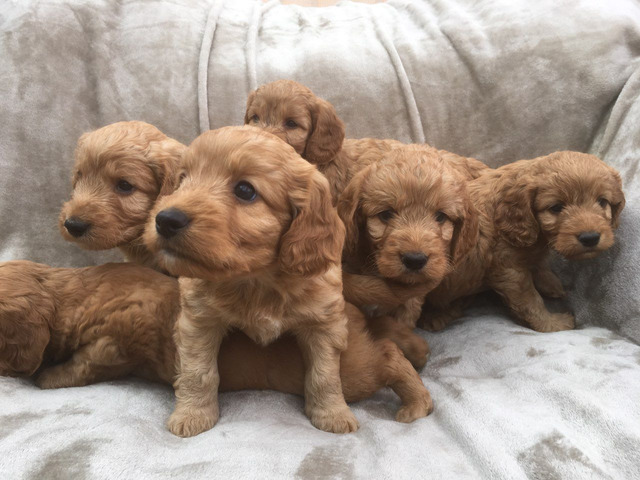 Cavapoo Puppies available for Sale 
