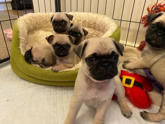  Pedigree Pug Puppies for sale  