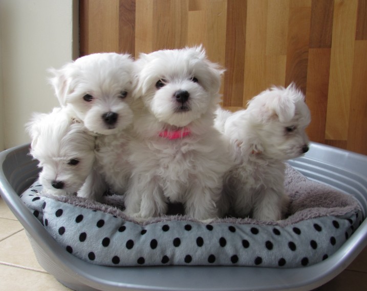 Lovely Maltese Puppies available 