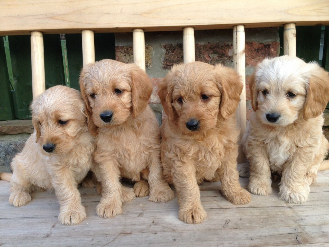 Toy Poodle Puppies available for sale