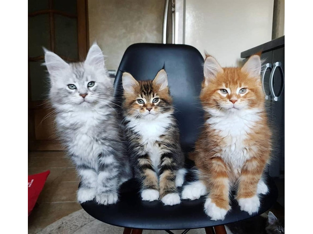 Lovely Maine Coon Kittens for sale