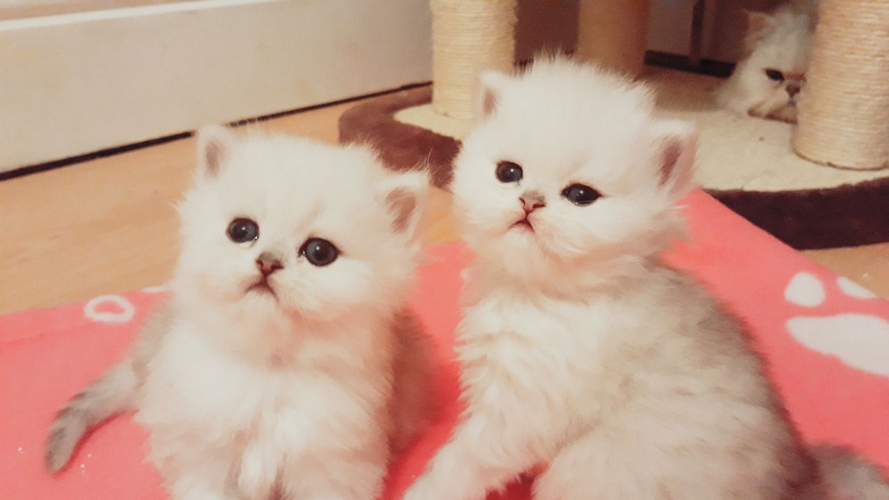 Cute Persians kittens for sale