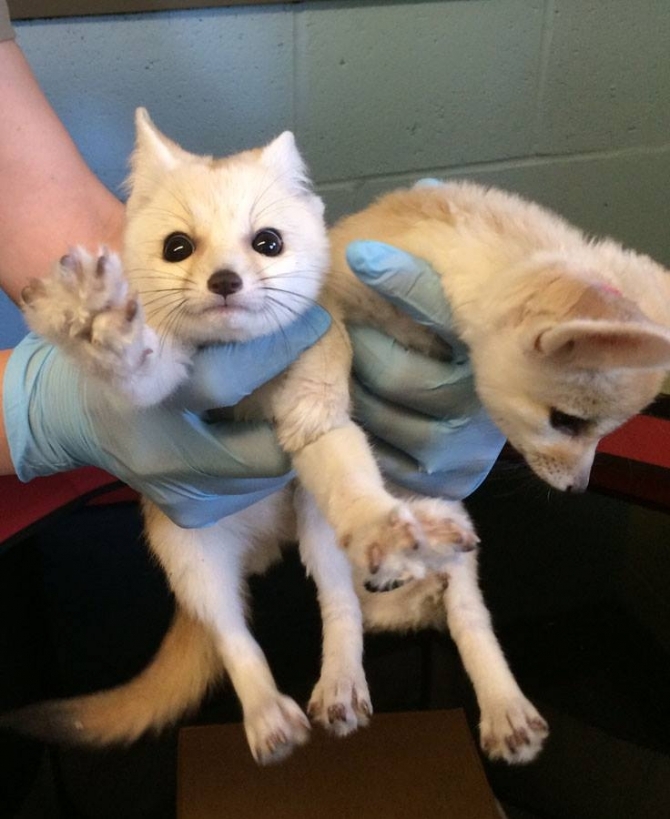Home Trained Fennec Foxes for sale
