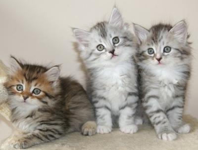  Siberians Kittens for sale 