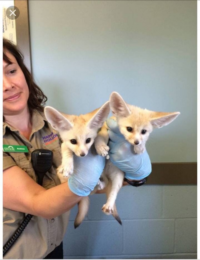 Registered Fennec fox for sale  