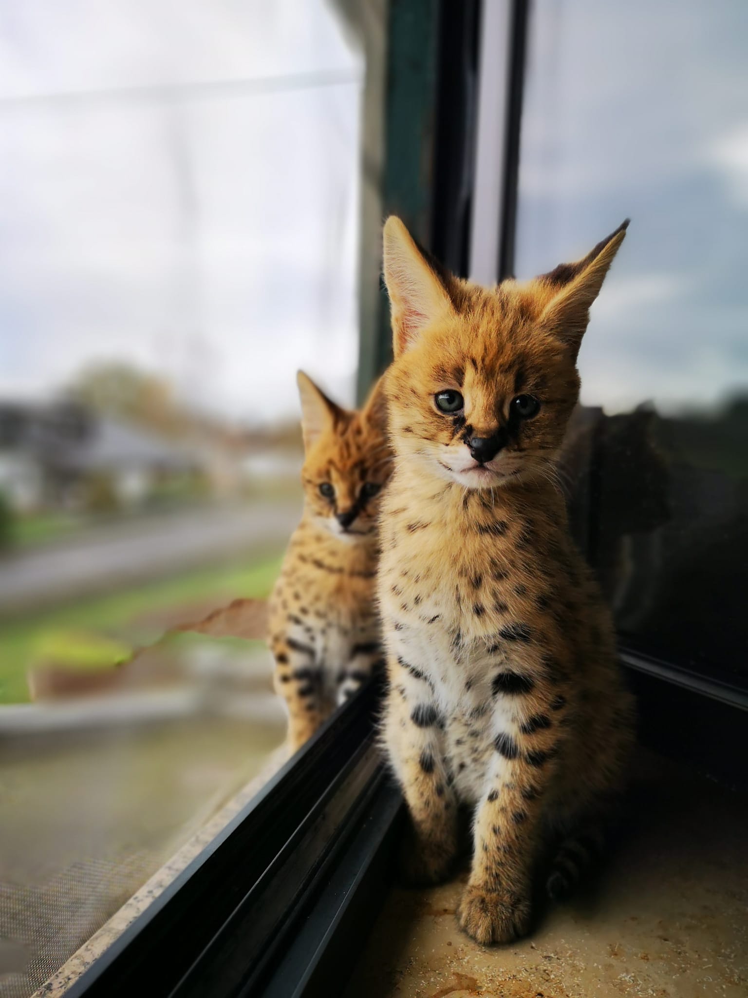  Adorable Serval Kittens for sale