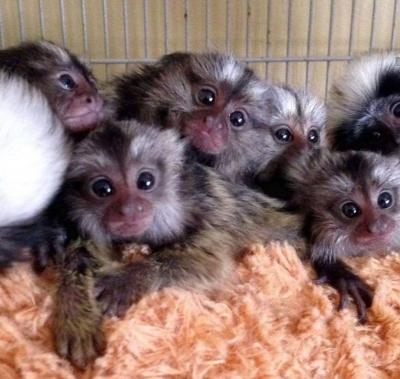 Home raise Finger Marmoset Monkeys for sale