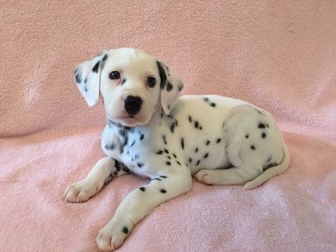 Male and Female Dalmatian Puppies