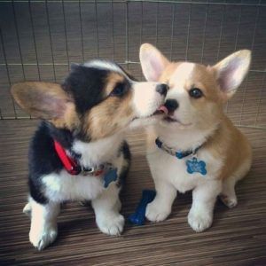 Lovely Pembroke Welsh Corgi Puppies For Sale