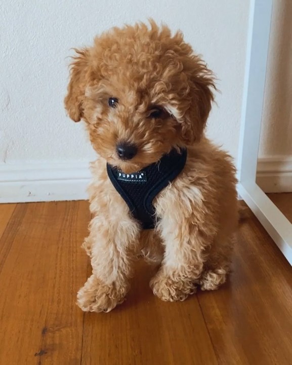 Toy Poodle puppies for sale