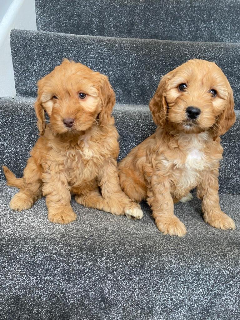 CAVAPOO PUPPIES FOR SALE