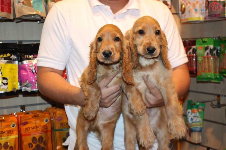 English Cocker Spaniel Puppies For Sale