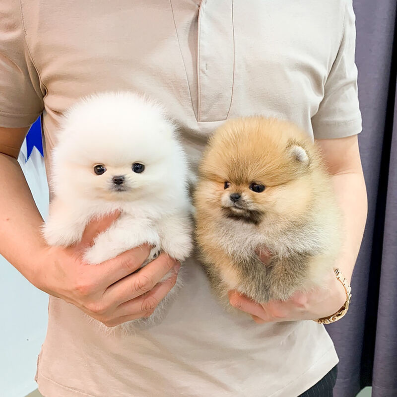 Trained Pomeranian Puppies for sale