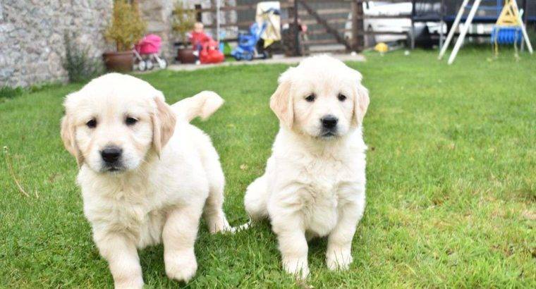 Golden Retriever Puppies For Sale