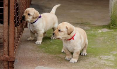 Labrador Puppies For Sale