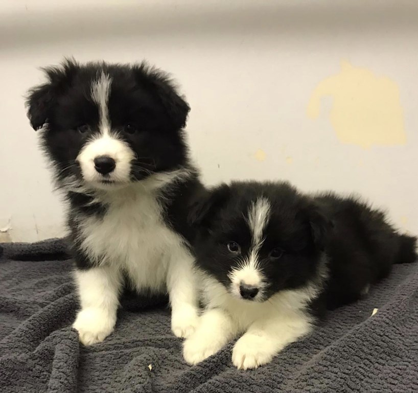 BORDER COLLIE PUPPIES FOR SALE