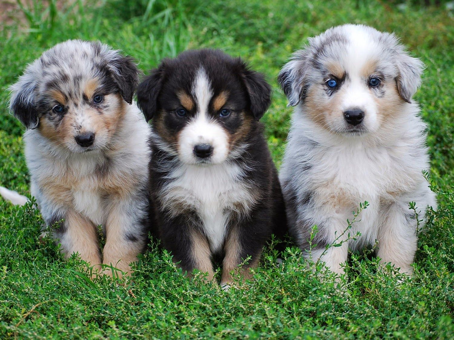 Australian Shepherd Puppies for sale