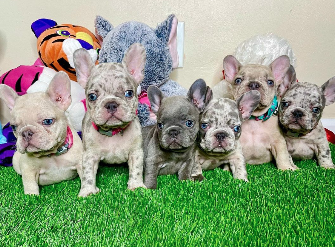 French Bulldog Puppies For Sale