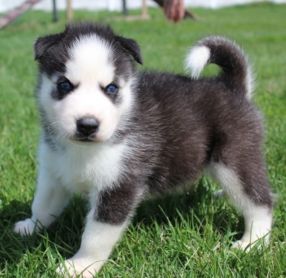 Siberian Husky puppies for sale