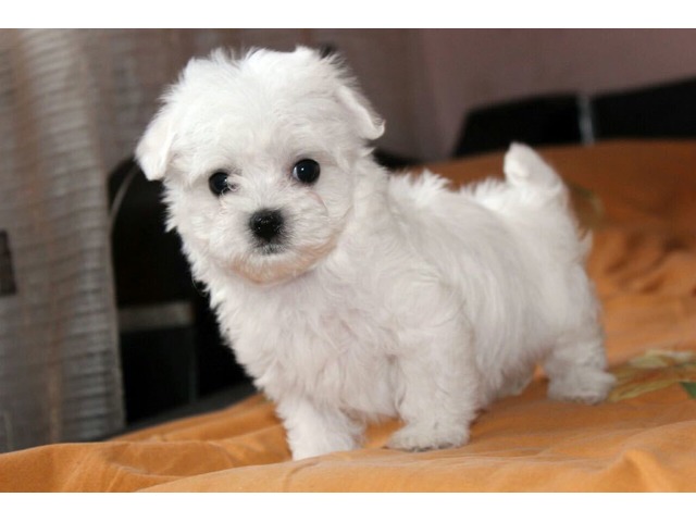 Male and Female Maltese puppies for sale