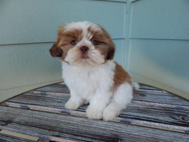Shih tzu puppies Available For Sale