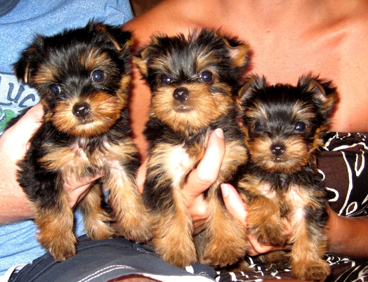 Yorkshire Terriers Puppies available for sale