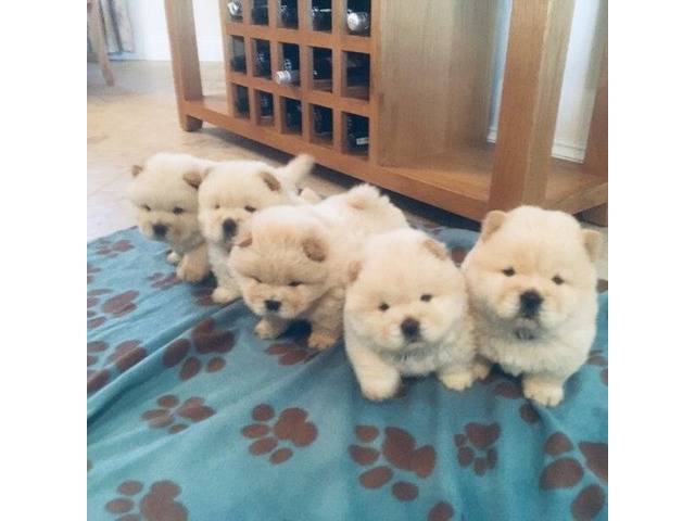 كلاب تشاو تشاو متاحة للبيع Chow chow puppies available for sale