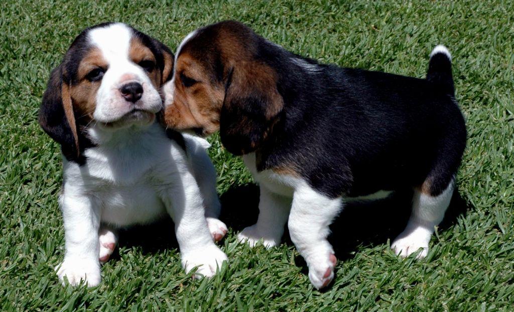 Beautiful Beagle Puppies for sale