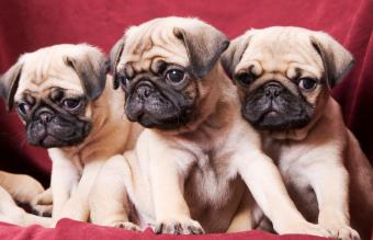 Trained Pug Puppies for sale