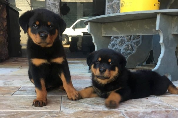 Rottweiler Puppies Now Ready for sale