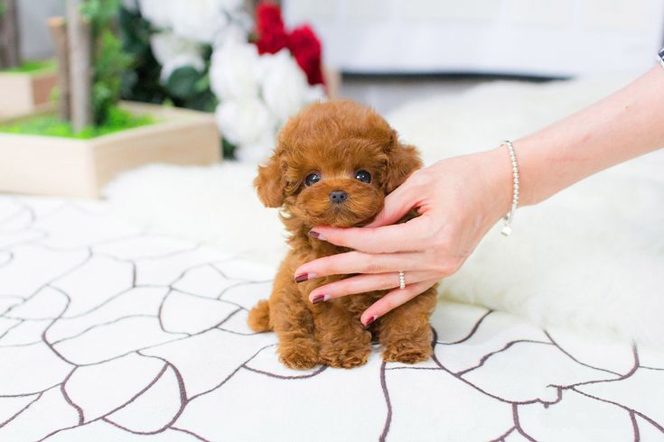 Teacup poodle puppies for rehoming 