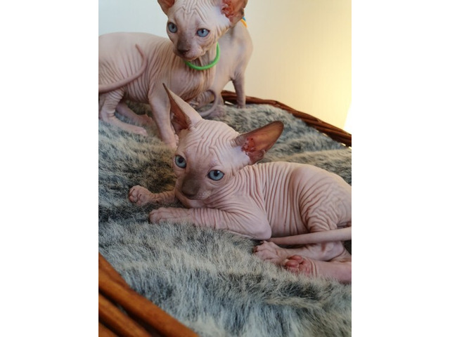 Sphynx kittens 