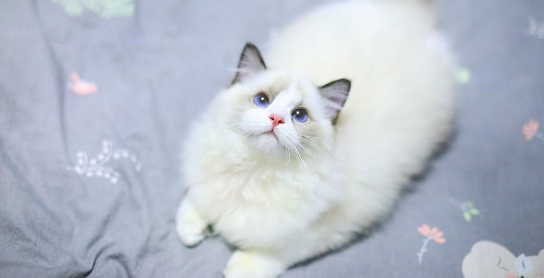 Ragdoll kittens